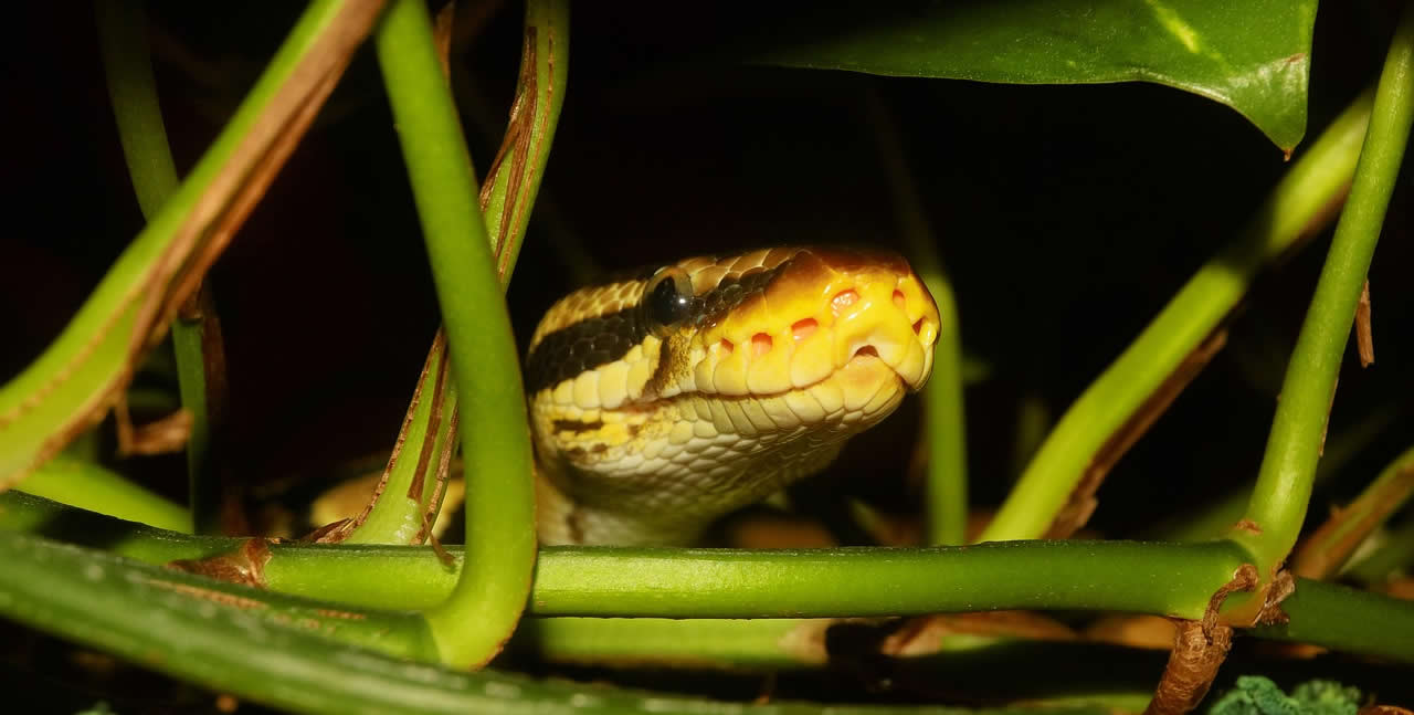Wow! Pythons Found Slithering in Battersea Park